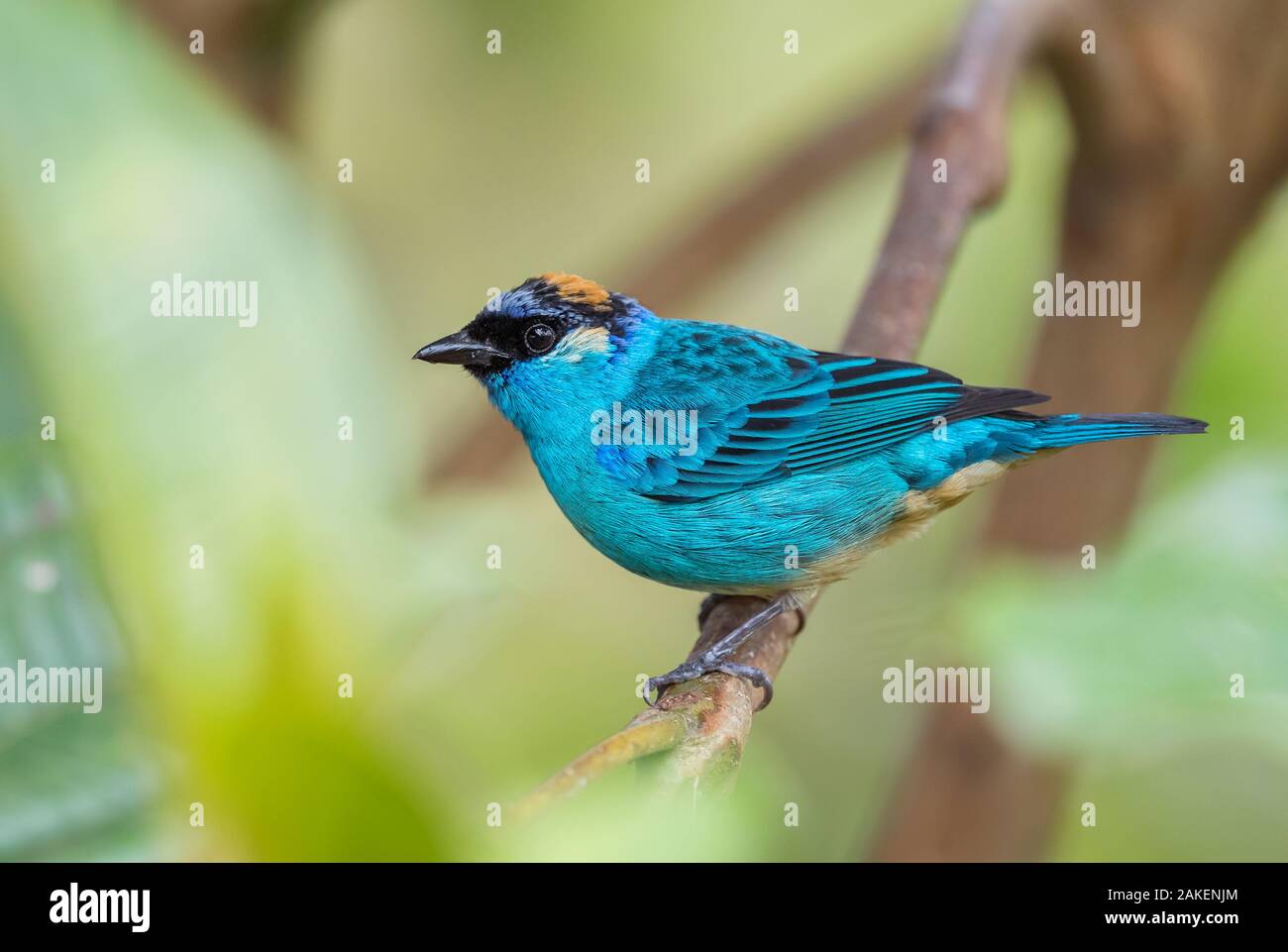 Golden-naped Tanager - Tangara ruficervix, schönen blauen Tanager aus westlichen Anden Pisten, Amagusa, Ecuador. Stockfoto