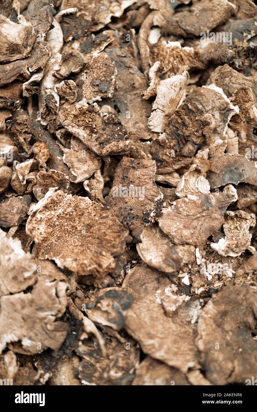 Frisch organische Pilze Hintergrund geerntet. Essbare Pilze Stockfoto