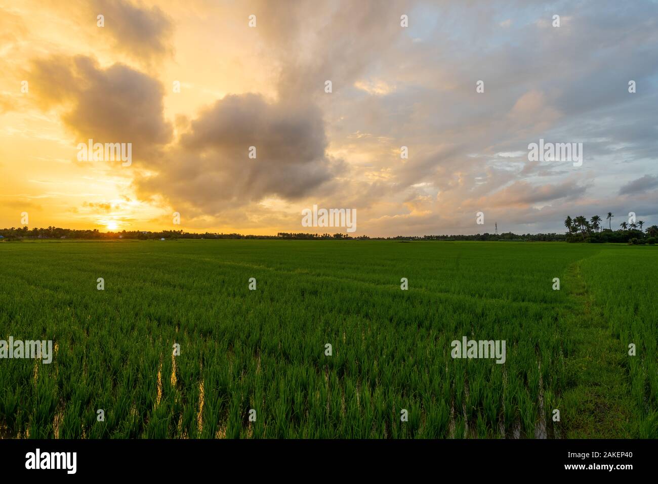 Sonnenaufgang über Reisfelder an bewölkten Tag in Südindien Stockfoto