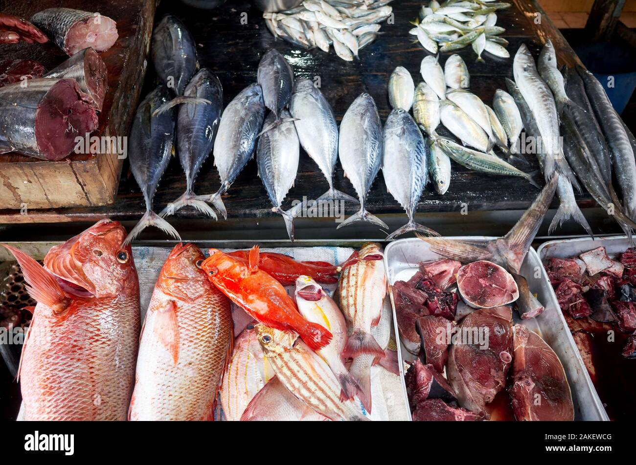 Frischer Fisch auf dem Markt in Hikkaduwa, Sri Lanka. Stockfoto