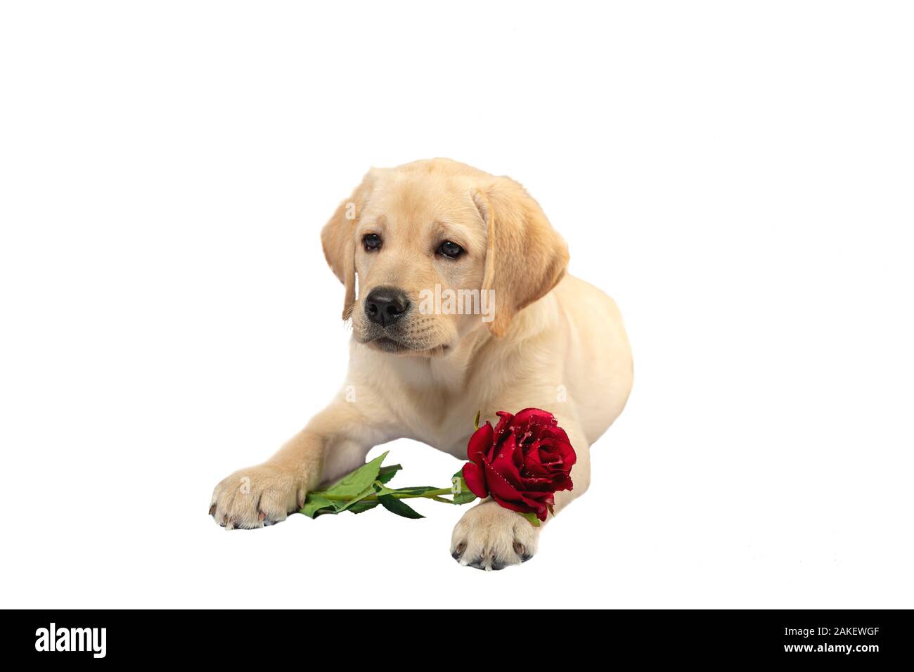 Süßer Hund hält eine rote Rose und erklärt seine Liebe jemand  Stockfotografie - Alamy
