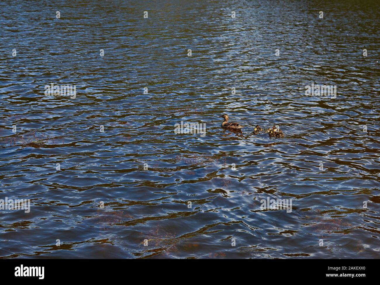 Ente mit ihren Entenküken beim Lernen ihre Babys in einem Teich zu schwimmen. Stockfoto