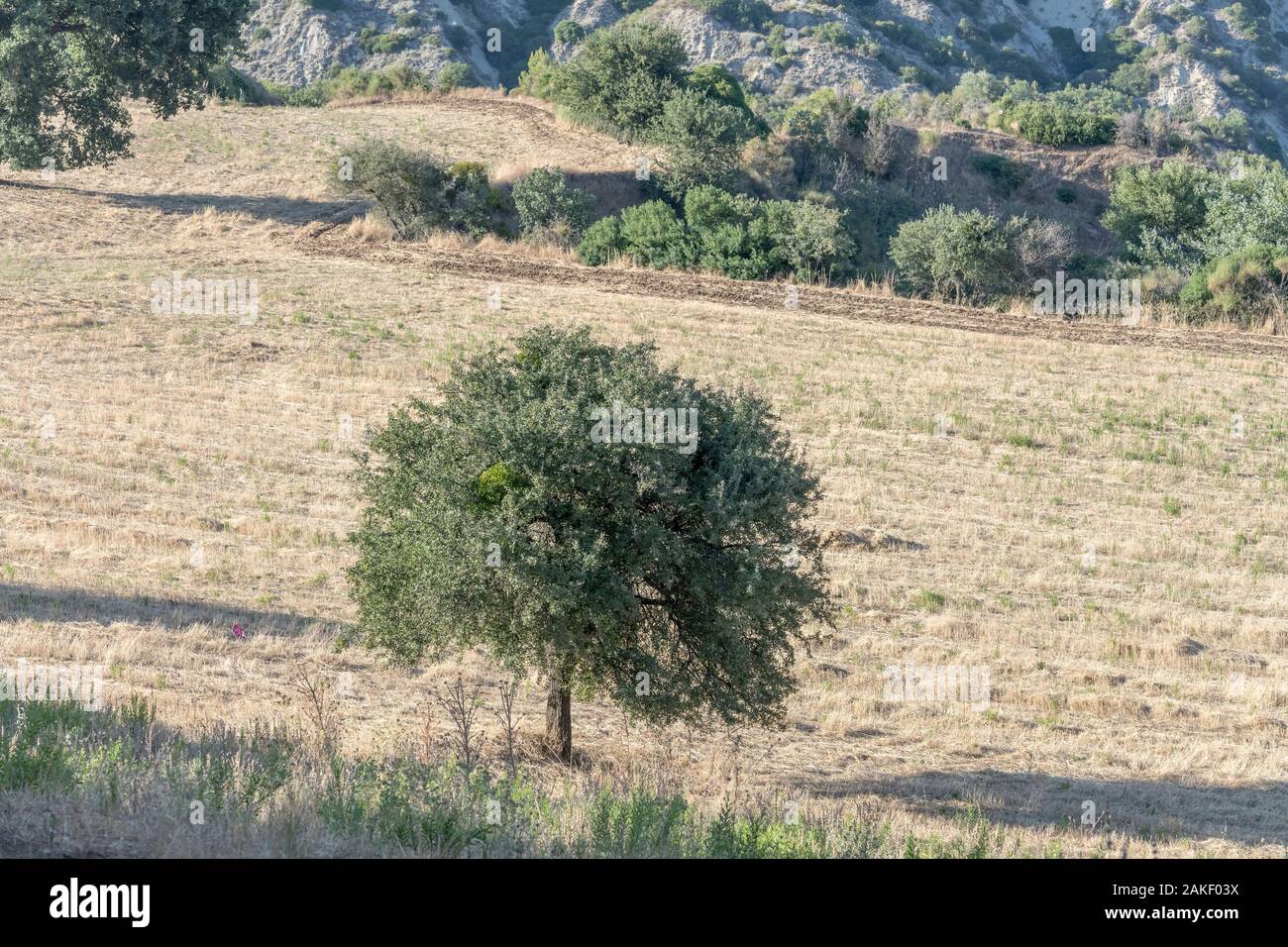 Landschaft des südlichen Apenninen mit einsamen Baum im stoppel Feld, in hellen Sommer Licht in der Nähe von Roccanova, Matera, Basilikata, Italien geschossen Stockfoto