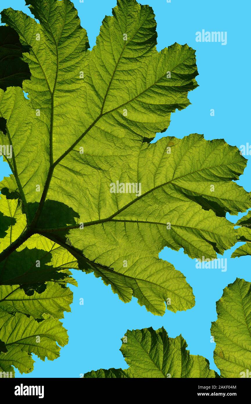 Unter gunnera manicata blatt Fotos und Bildmaterial in hoher