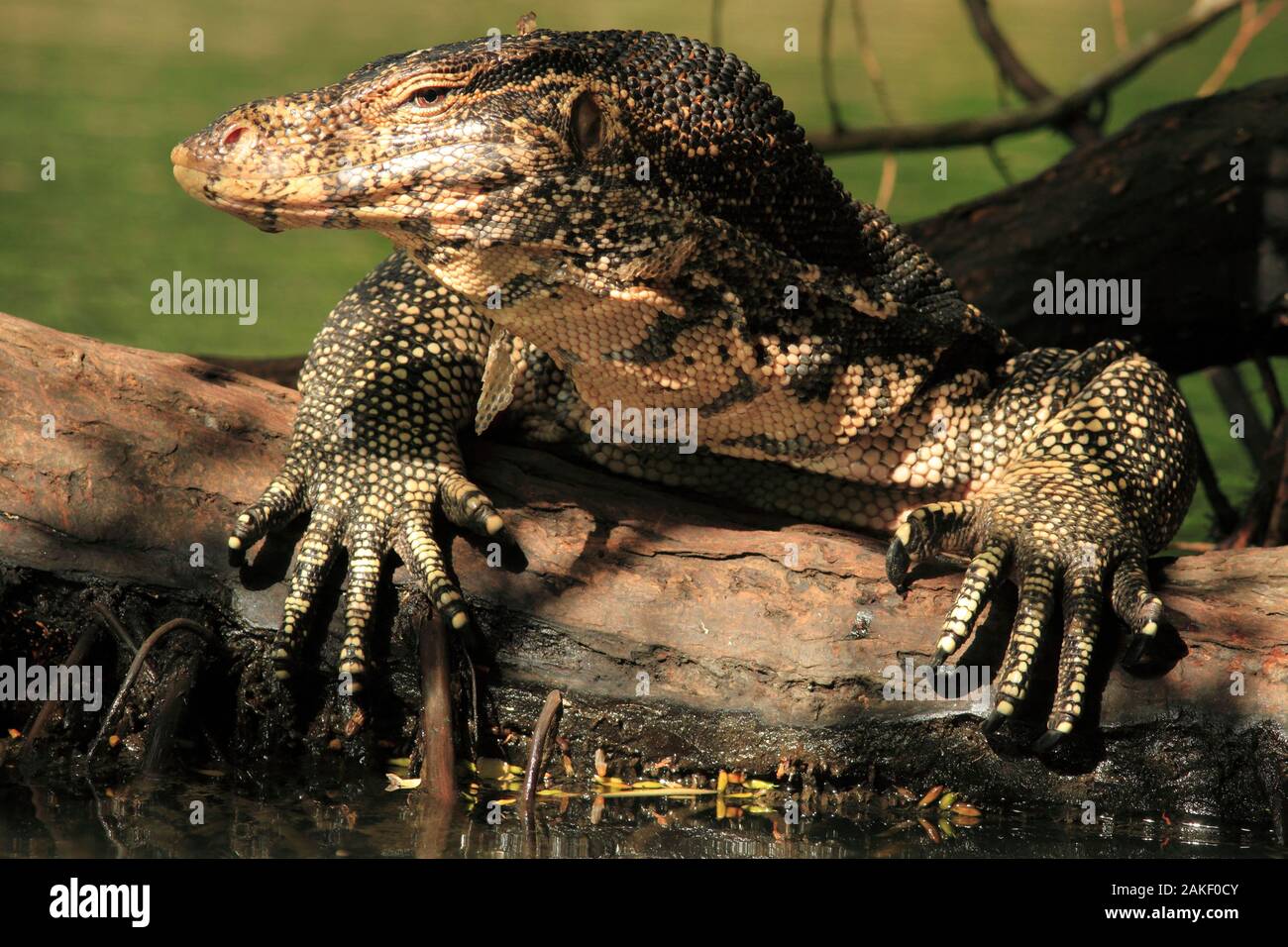 Varan malais dans une Mangrove. Sri Lanka. Stockfoto