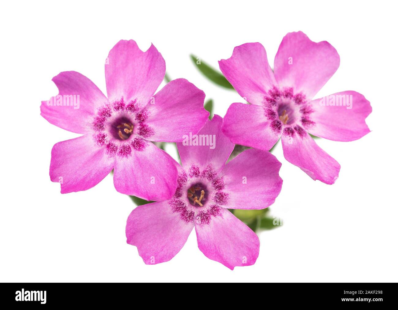 Kriechenden Phlox (Phlox subulata) auf weißem Hintergrund Stockfoto
