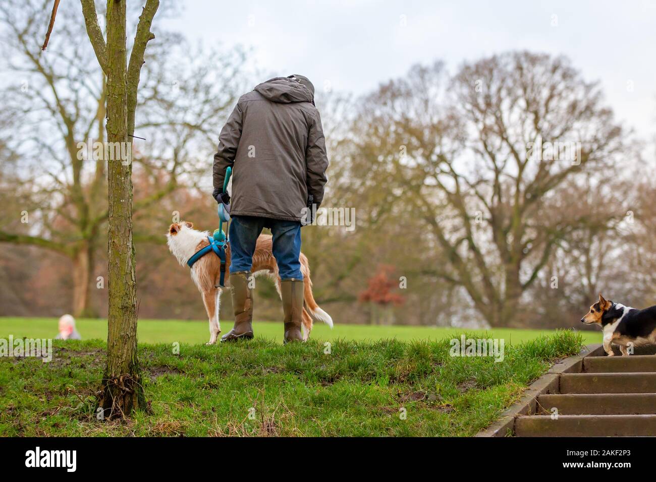 Northampton, UK, Wetter, 9. Januar 2020, ein stumpfes bewölkten Tag für Personen, Hund wandern in Abington Park heute Morgen. Credit: Keith J Smith./Alamy leben Nachrichten Stockfoto