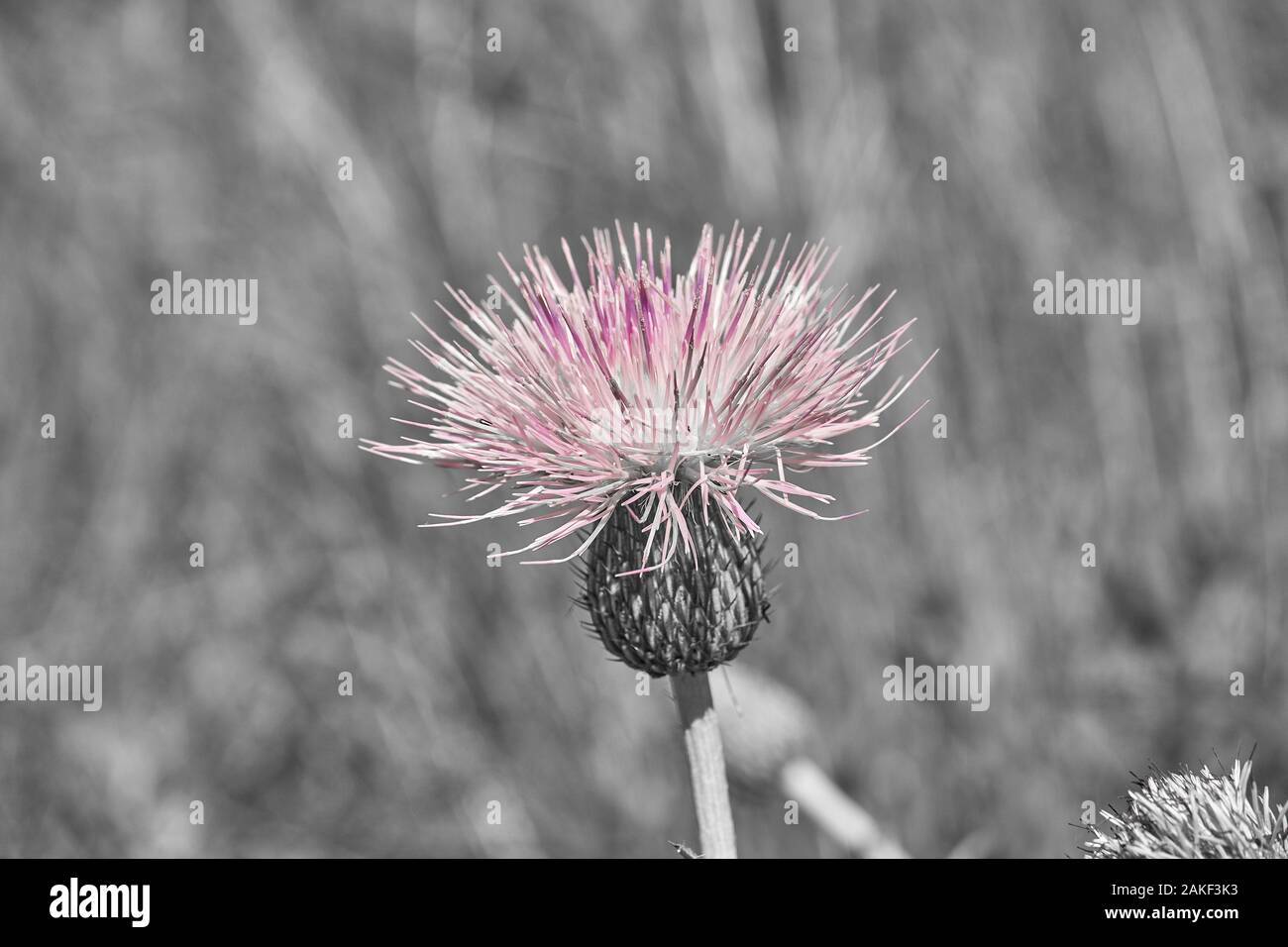 Nahaufnahme Makro von isolierten Schöne rosa Texas Thistle Bloom (Cirsium texanum). In Texas Frühling Stockfoto