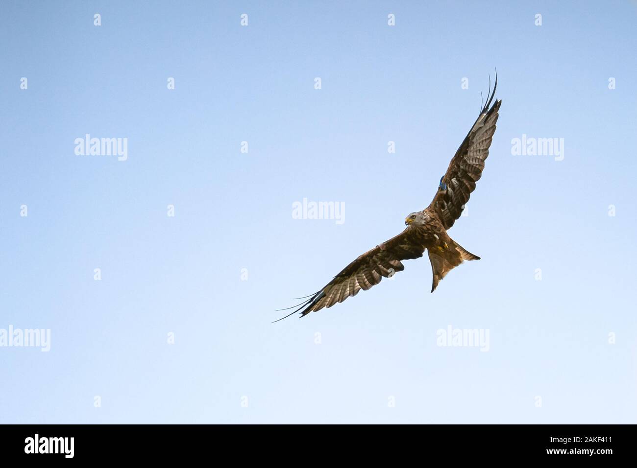 Red Kite Flying in a Blue Sky, RSPB Tollie Red Kite Center, Schottland, Großbritannien Stockfoto