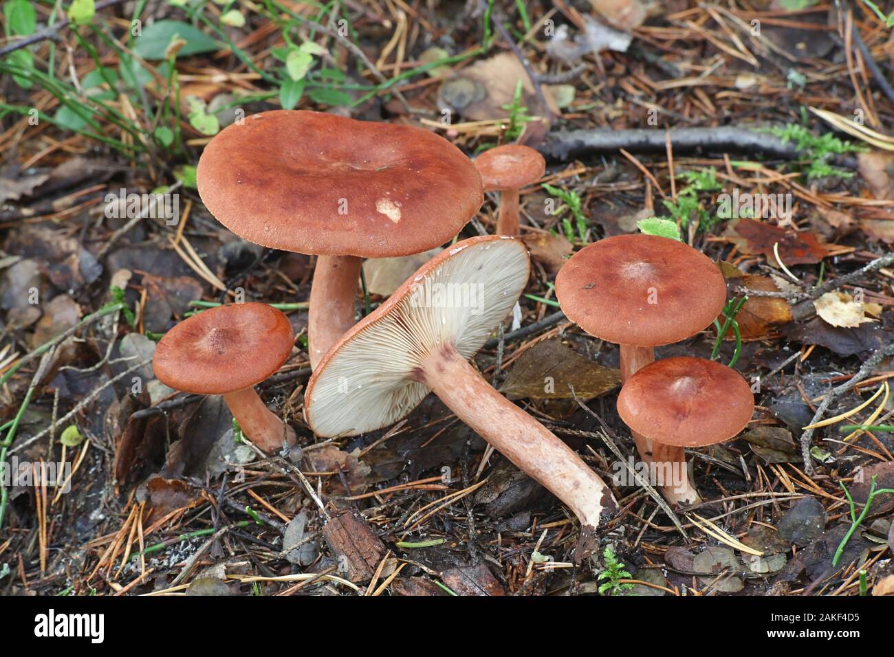 Lactarius Rufus, wie rufous milkcap, oder das rote heiße Milch Gap bekannt, wilde essbare Pilze aus Finnland Stockfoto