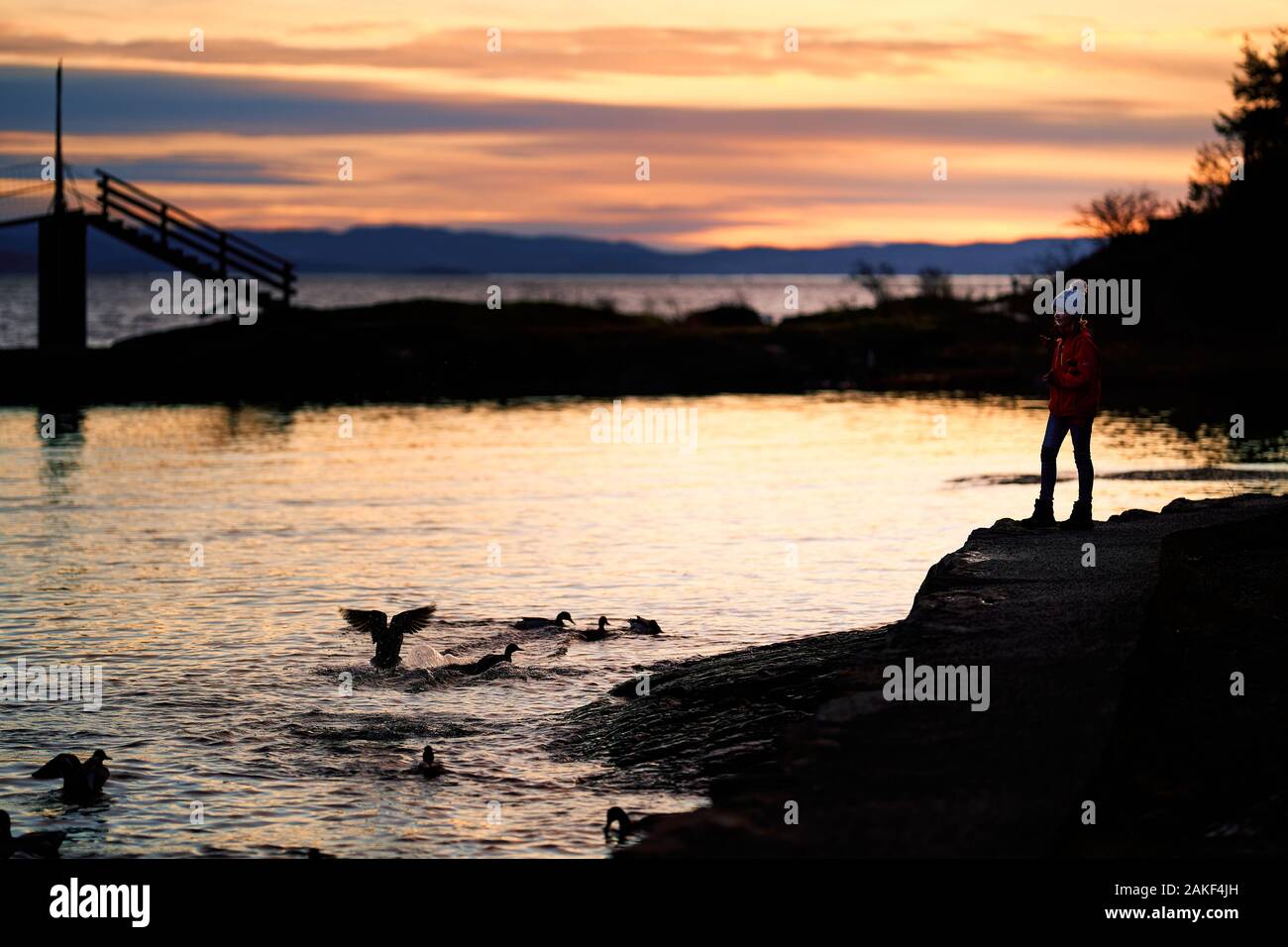 Fütterung der Enten Stockfoto