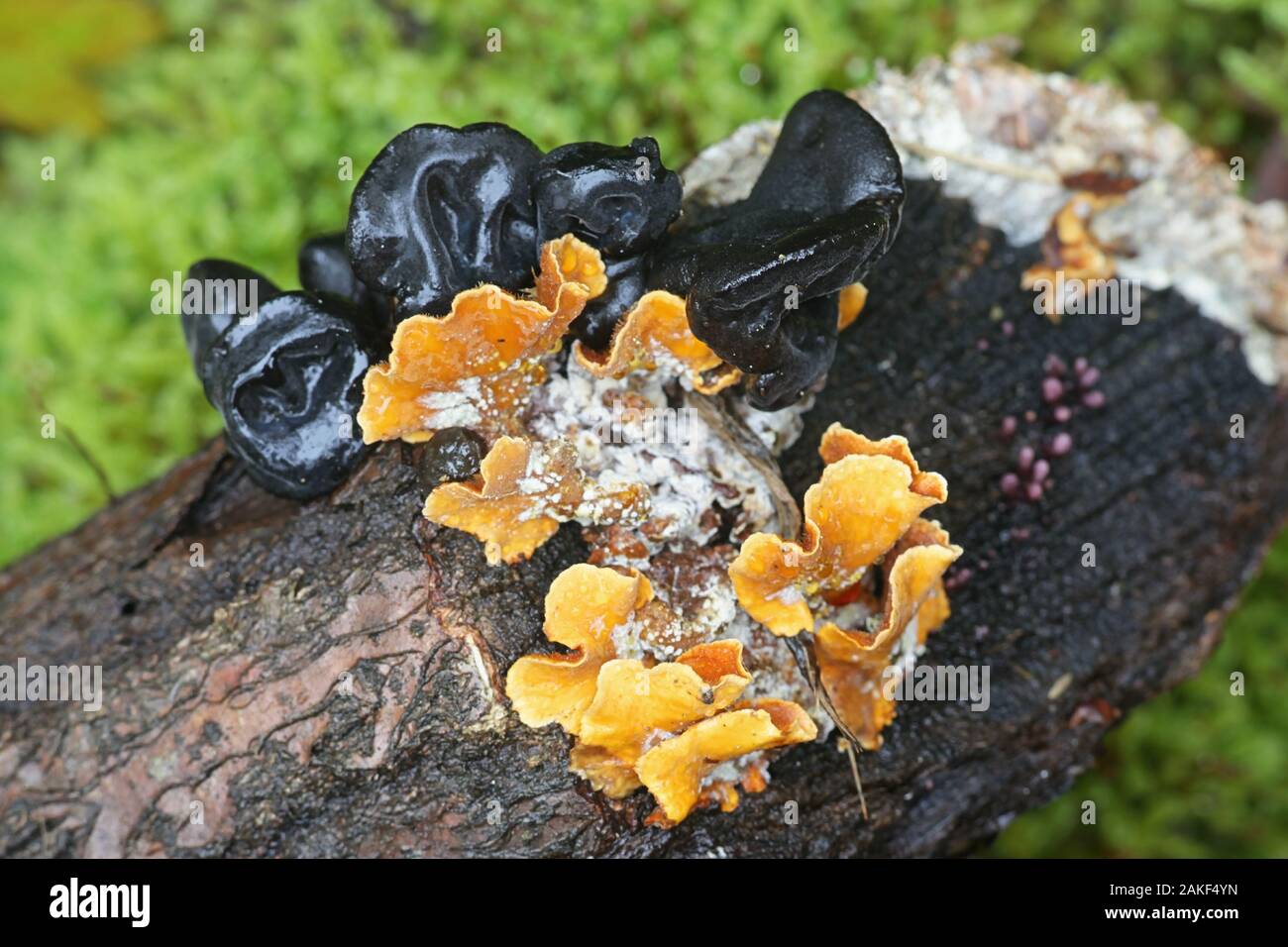 Exidia truncata, als Schwarze Hexen Butter oder Marmelade Tropfen, wilde Pilze leben auf Eiche aus Finnland bekannt Stockfoto