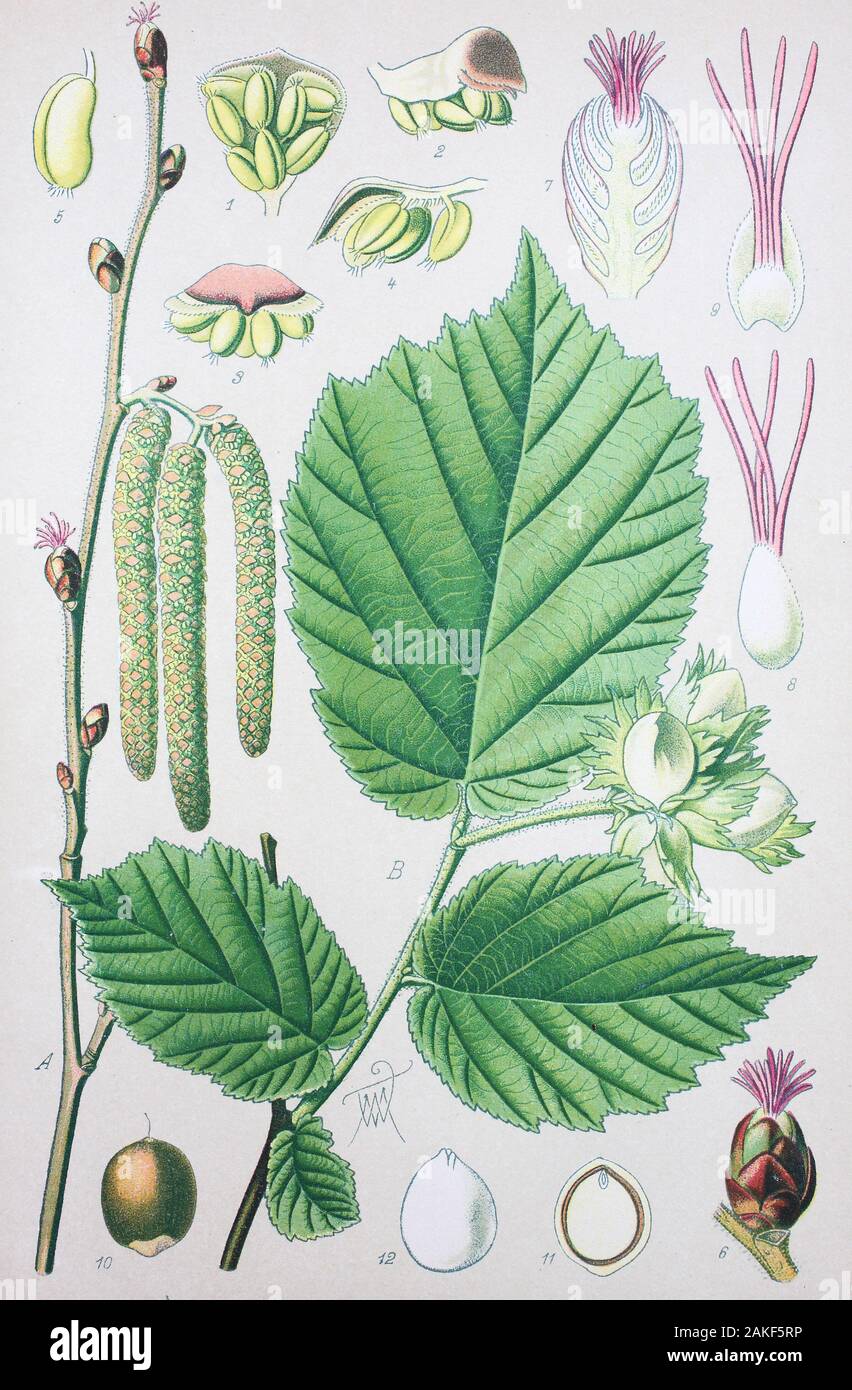 Corylus avellana, die gemeinsame Hazel ist eine Pflanzenart aus der Gattung Hasel/Gemeine Hasel (Corylus avellana, auch Haselstrauch oder Haselnussstrauch, Haselnuß, digital verbesserte Reproduktion einer Vorlage aus dem 19. Jahrhundert/digitale Reproduktion einer Originalvorlage aus dem 19. Jahrhundert Stockfoto