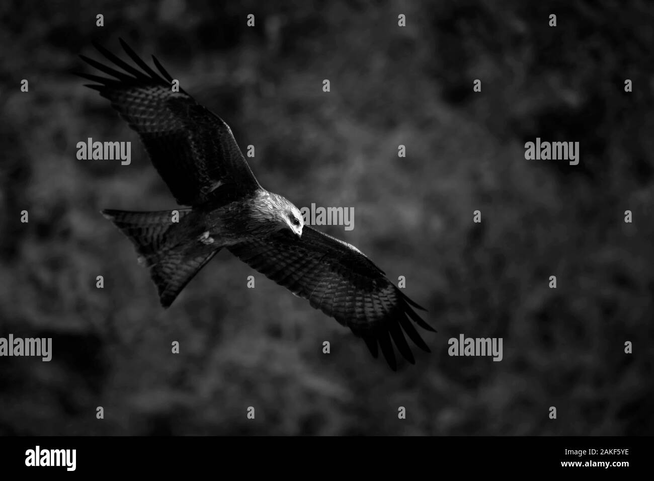 Schwarze und weiße Adler fliegen mit Flügeln öffnen Stockfoto