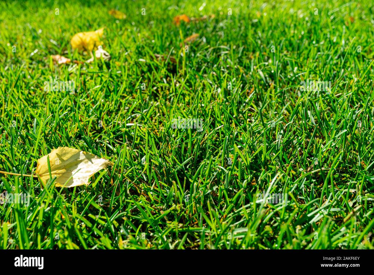 Green Grass Textur Hintergrund. Grüne Wiese mit Gras und Blätter. Grass Pattern, Ansicht von oben Stockfoto