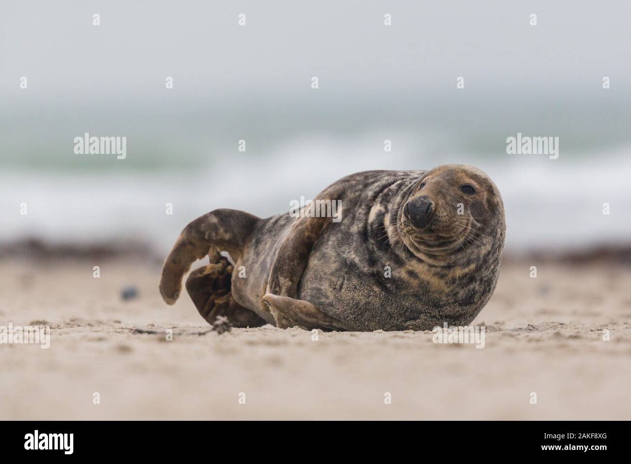 Natürliche männliche Kegelrobbe (halichoerus grypus) liegen auf Sand Strand am Meer Stockfoto