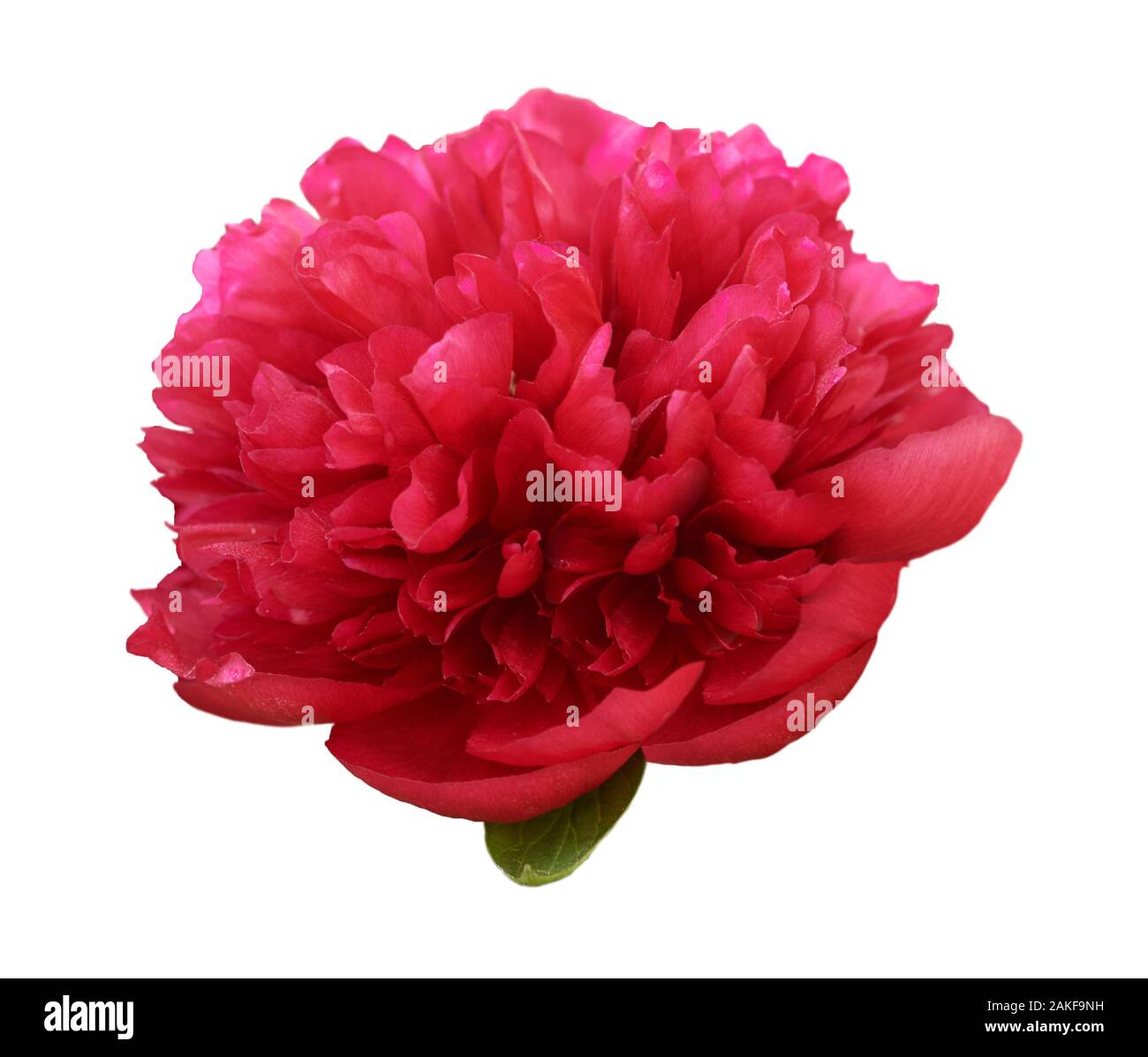 Wunderschöne Pfingstrose auf weißem Hintergrund. Rosa oder rote Blume isoliert. Stockfoto