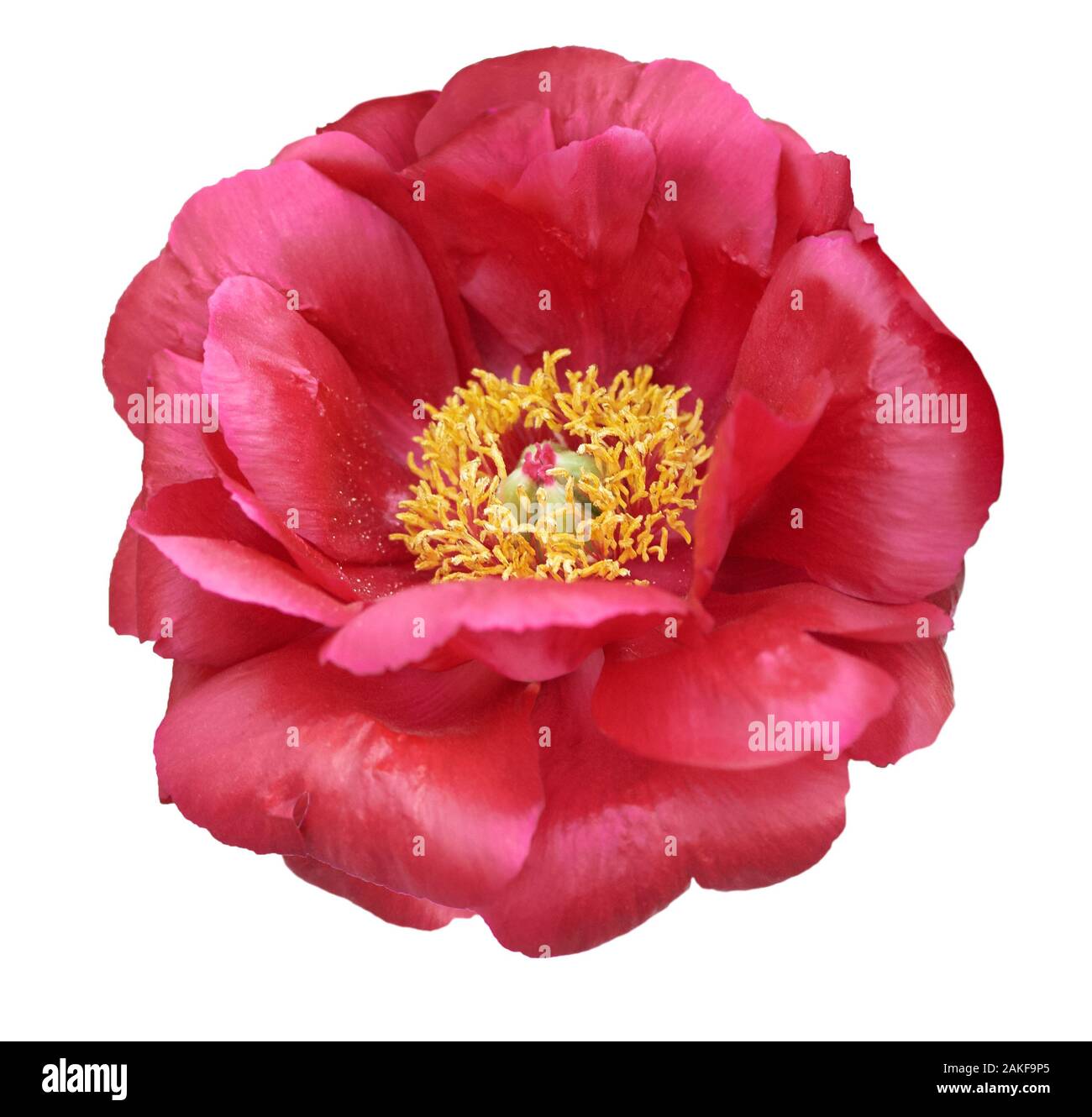 Wunderschöne Pfingstrose auf weißem Hintergrund. Rosa oder rote Blume isoliert. Stockfoto