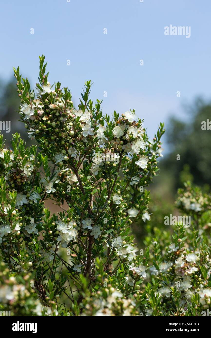 Myrte eugenia oder myrte arten Stockfotos und bilder Kaufen Alamy