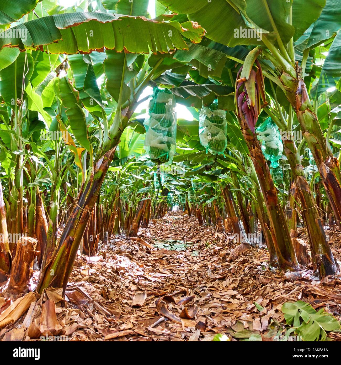 Reihen von Bananenstauden auf Bananenplantagen Stockfoto