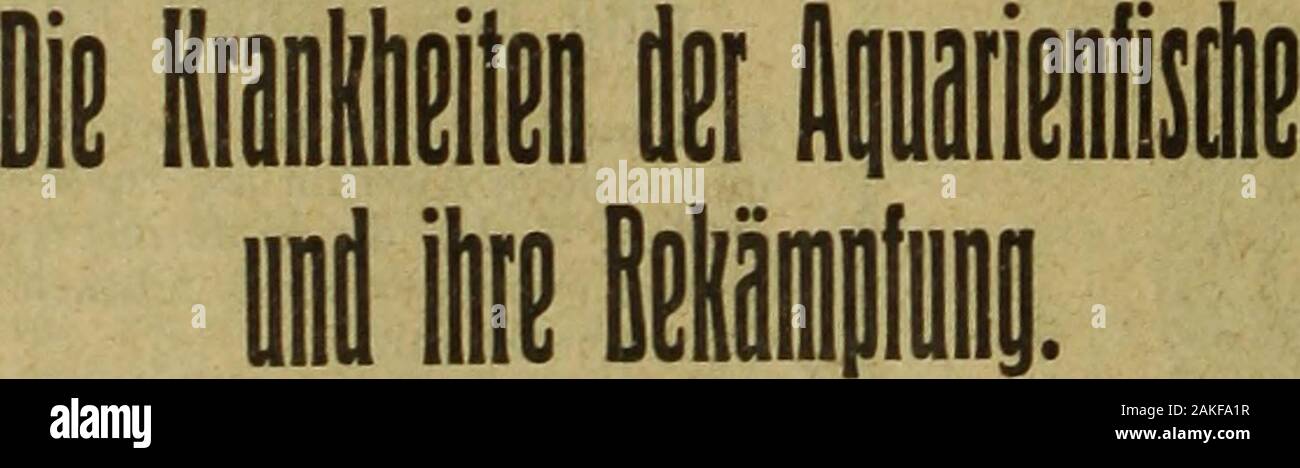 Blätter für Aquarien- und Terrarien-Kunde. I I I I I I M I 1 1 I I I I I I I I 1 I I I I I I 1 I I I I I 1 I I I I 1 I I I I I I I I I I I I I I I I I I T1 I I I I I I I I I I I I I I I I I I I II I I I I I I I I I I T I I I I I I I I I 1 I I I I I I I I I I 1 1 I I I I I M I I Sonntag den 17. März 1918, vormittags 10 Uhr: Fischbörse (Weißer Saal) Warmwasserheizung. Heizanlage bezw. Heiztreppe mit 5 - 8 Aqua-rien, vollständig, mit Kessel oder ähnliches Sy-stem, ovp, aber gut Referenzen und betriebs-fähig, zu kaufen gesucht. Zahle annehmbarenPreis. Gen. Eilangebote mit Bild oder Skizzeu Stockfoto