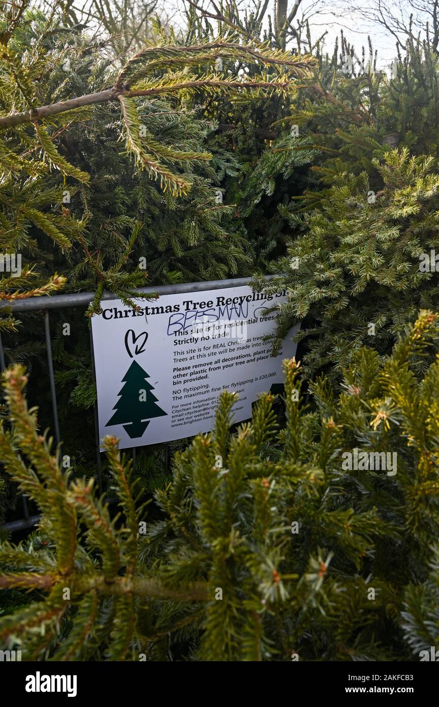 Weihnachtsbaum recycling Point auf der Ebene in Brighton, Großbritannien Stockfoto