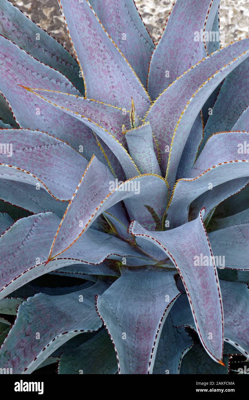 Purple People Eater Mangave (Agave "Purple People Eater") Stockfoto