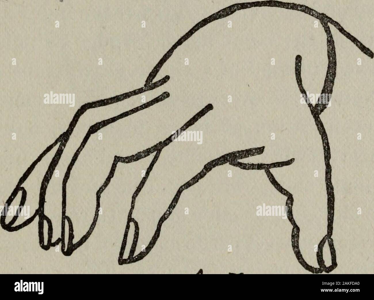 Perin der Wissenschaft der handlesekunst; eine vollständige und authentische Abhandlung. Jf^o^. PLATE XXIX. 2a2PERINS WISSENSCHAFT DER HANDLESEKUNST. nach oben unter die Kanten so deutlich gesehen mit amagnifying Glas auf die Haut an der Innenseite des fingerends sind die sogenannten Blutkörperchen von Pacini, die genau in der Anschein der Schlüssel von einem pianoand arearranged sind durch Meissner sagte zu crepitate und geben adifferent Sound in jedem Alter der jeweiligen Person. Ein Mann, der vor kurzem in eine Autopsie aperson blind von Geburt unterstützt, und er suchte byscalpel und Mikroskop das Geheimnis des extraordinarilydelic zu entdecken Stockfoto