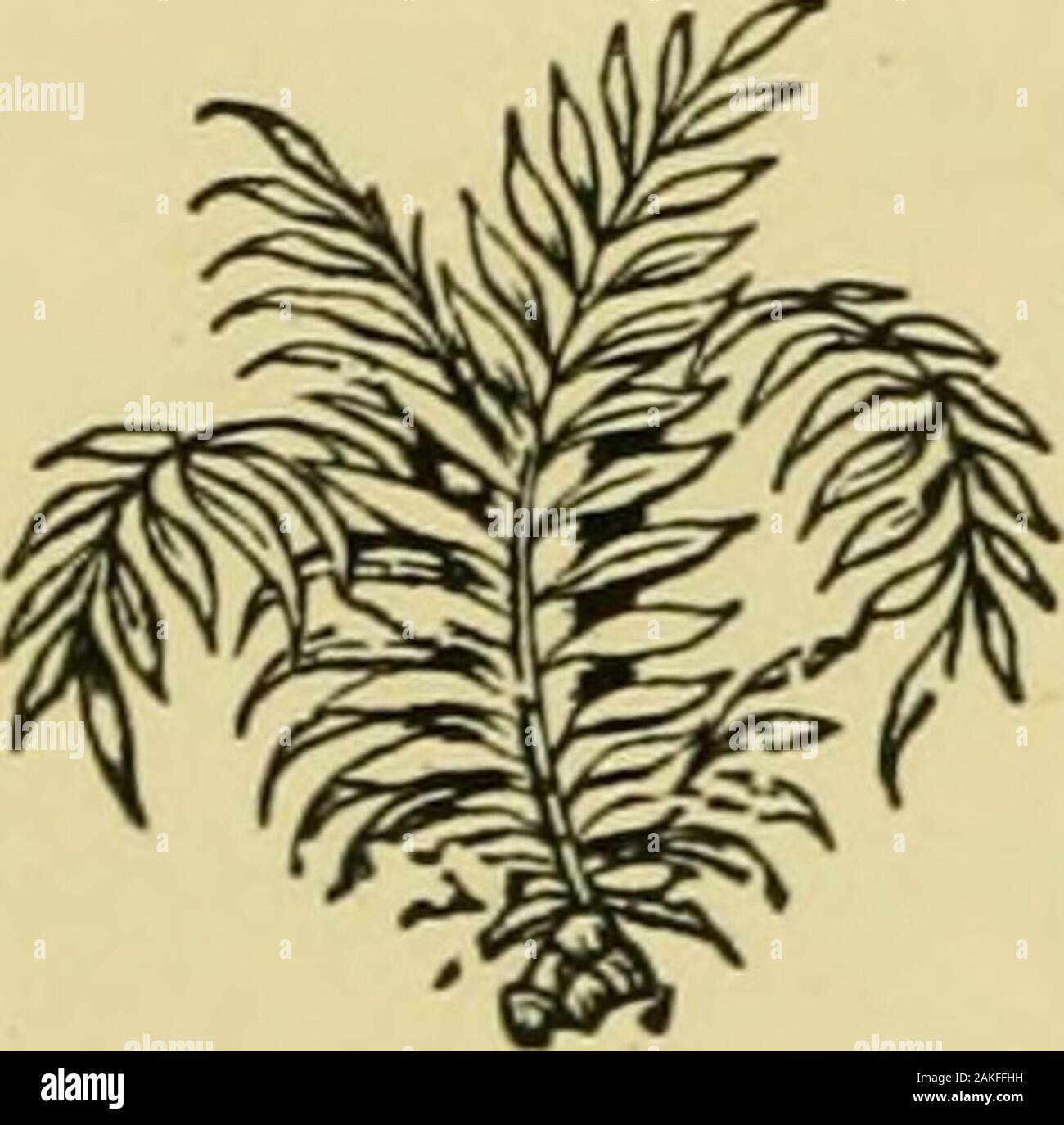 Der Nil: Hinweise für Reisende in Ägypten. 00 Medinet Habii.. 301 Der Tempel von Ramses III. ... • • • • 3^3 Der el-Medinet? • 305 Der el-Bahari. 306 Die Entdeckung der königlichen Mumien im Der el-Bahari 306 die Gräber der Könige - Grab von Seti I .. 312 Grab von Ramses III. ... • • 314 Grab von Ramses IV • • 314 Grab von Ramses VI. ... • • 314 Grab von Ramses IX • • 314 Grab von Ramses I • • 314 Grab von Rechma-Ra • 314 TombofNekht 516-325 Erment... • • 325 Esneh... • • • • 327 327 El-Kab Edfa • • 327 Hagar Silsileh • • 33 ^Inhalt. Kom-OniboAswan... Elephantine Der erste Katarakt Phite den Nil zwischen der Fi Stockfoto