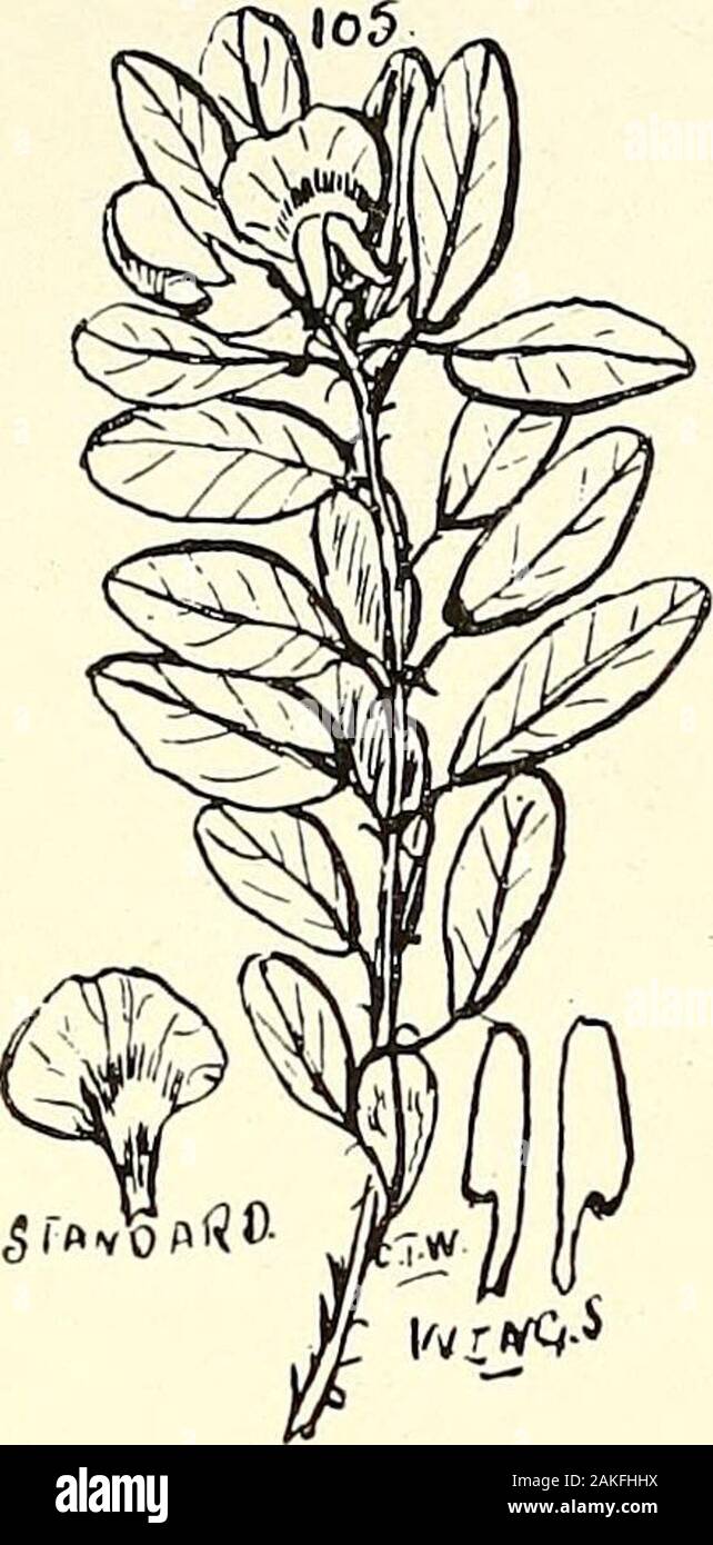 Umfassenden Katalog von Queensland Pflanzen, Einheimische und naturalizedTo, die hinzugefügt sind, soweit bekannt, die Aborigines und anderen volkstümlichen Namen; mit zahlreichen Abbildungen und reichlich Notizen auf die Eigenschaften, Funktionen, &c., der Anlagen. tock. Als Gegenmittel, die Verwendung einer Lösung von Kaliumpermanganat (Condys Flüssigkeit) mit Erfolg eingesetzt wurde (siehe OlandAgric. JL, 12.08.1908). (Abb. 104.) XLIII. LEGUMINOS ^E. 129 Dickkopffalter, Sm. Abschnitt Eupultencearetusa, Sünde. pycnocephala, F. v. M. myrtoides Cunn. Polifolia, A., A. Cunn. Saturnus, A. Cunn. paleacea, Willd. Man, Sieb. var. - Mccune Stockfoto