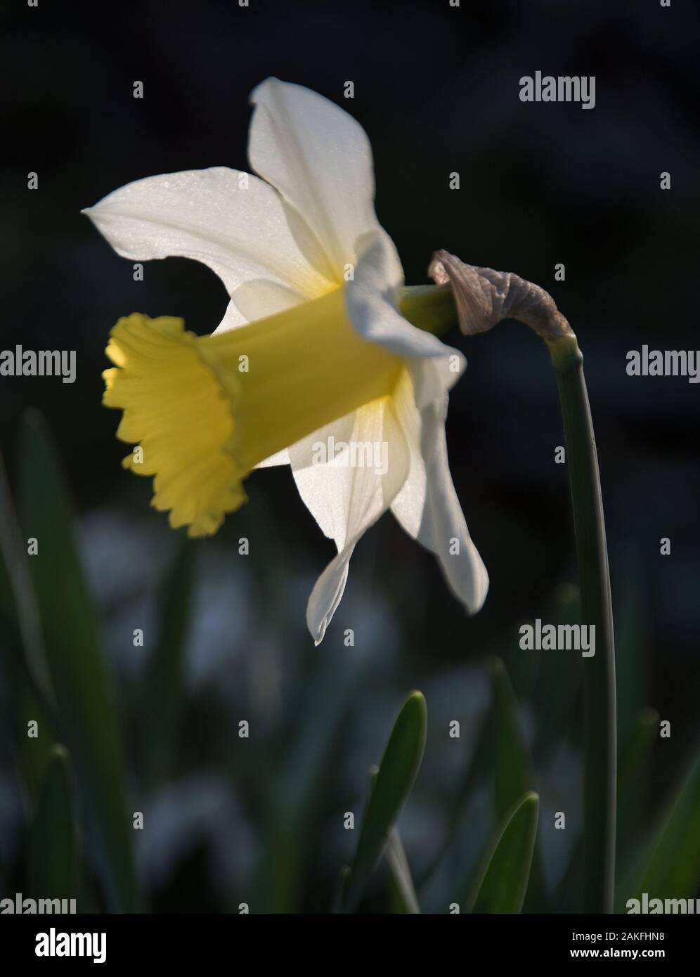 Narcissus "Februar Silver" leuchtet zurück Stockfoto