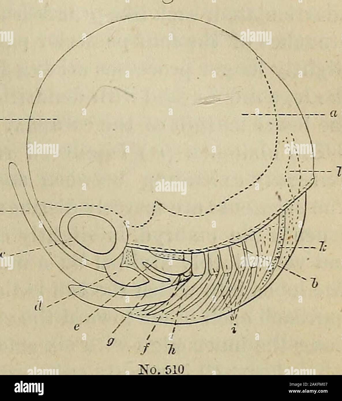 Der Kommissar - United States Kommission von Fisch und Fischerei. Beispiel Bericht die Entwicklung in den meisten anderen Macrourans zu veranschaulichen, ist es zuerst präsentiert. Zahlreiche Exemplare der frei-Schwimmen Jungen der Hummer, gleichgültig Stadien des Wachstums, wurden in Vineyard Sound duringJuly gewonnen, aber es war zu spät für irgendwelche Beobachtungen auf die Jungen innerhalb von theegg. Dieser Mangel wurde teilweise durch ein paar Beobachtungen atNew Haven 1872 geliefert. Eier 2. Mai, von Hummer am NewLondon, Connecticut eingefangen, hatte Embryonen weit fortgeschritten, wie in Bild 4. In dieser Phase der eg Stockfoto