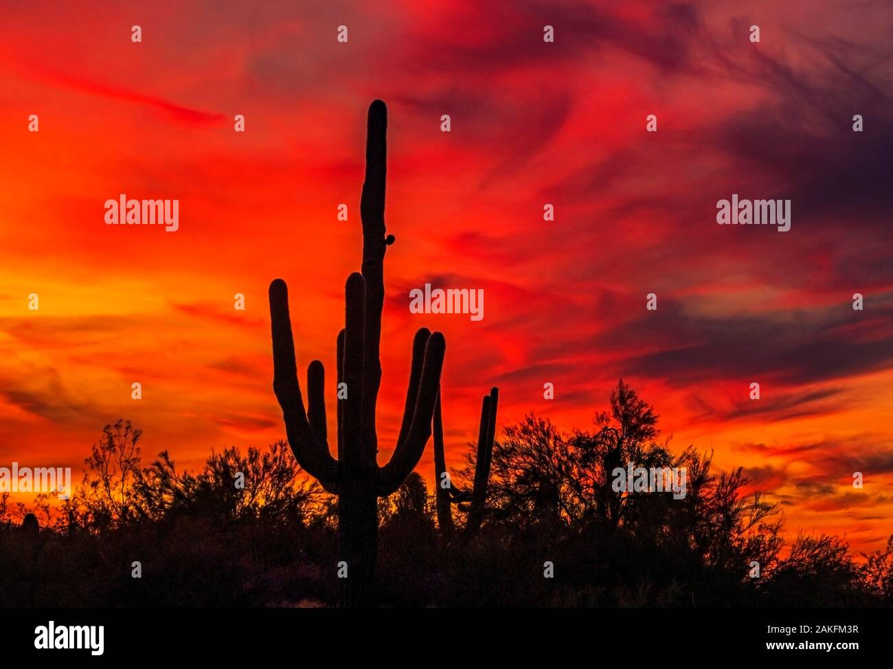 Pulsierende Blut rote Wüste in Arizona Sonnenaufgang Landschaft mit Saguaro Kaktus Silhouette Stockfoto