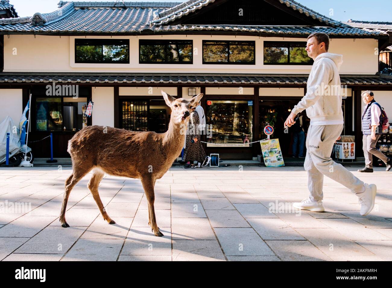 Rotwild in Nara, Japan. Die alte Hauptstadt ist bekannt für seine Bevölkerung von zahmen Rehen, die in den Parks der Städte leben. Stockfoto