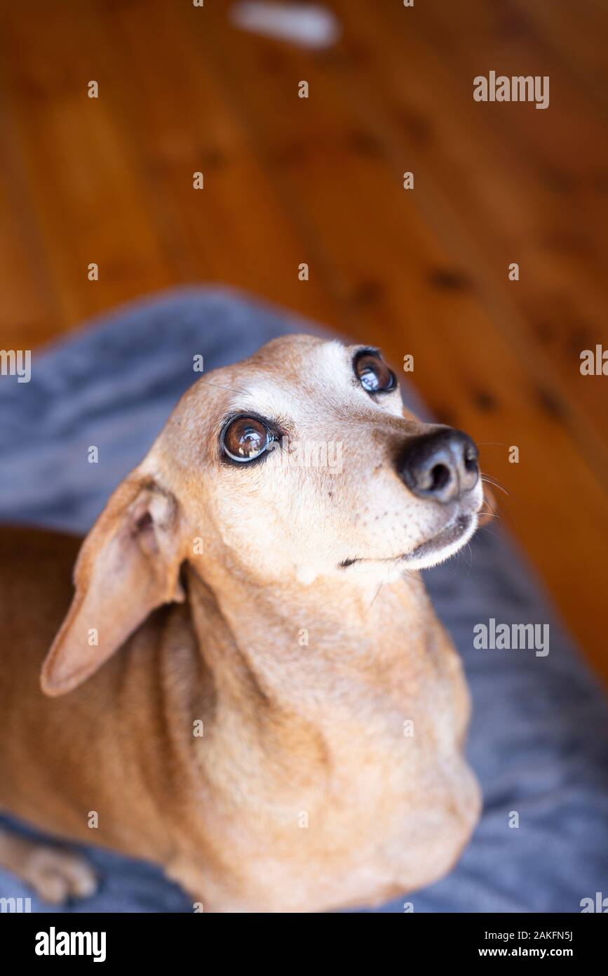 Hellfarbener Dachshund, Durban, Südafrika Stockfoto