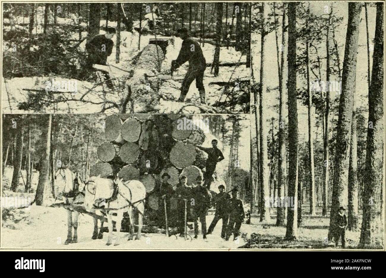 Holzarbeiten und Zeichnung der mechanischen Bauteile. - 61 - SCHWERFÄLLIGEN sind die Bäume abgeholzt. Der Winter ist die beste timefor Schneiden, da weniger im Baum in dieser Zeit der Theyear sap. Im Sommer ist die nächste beste, der Herbst und der Frühling beingthe ungünstigsten Zeiten. Die Bäume werden abgestreift von theirbranches und versendet das Sägewerk. Hier sind Sie sawedinto Kanthölzer, Bohlen, Bretter usw. Würzen. Schnittholz aus frisch gefällten Bäumen ist nicht fitfor Einsatz in permanente Strukturen jeder Art, wie es grün ist. Es. Obere, sägen Protokolle in Längen; Senken, eine große Last von weißen Kiefer; rechts, Yellow Pine Stockfoto