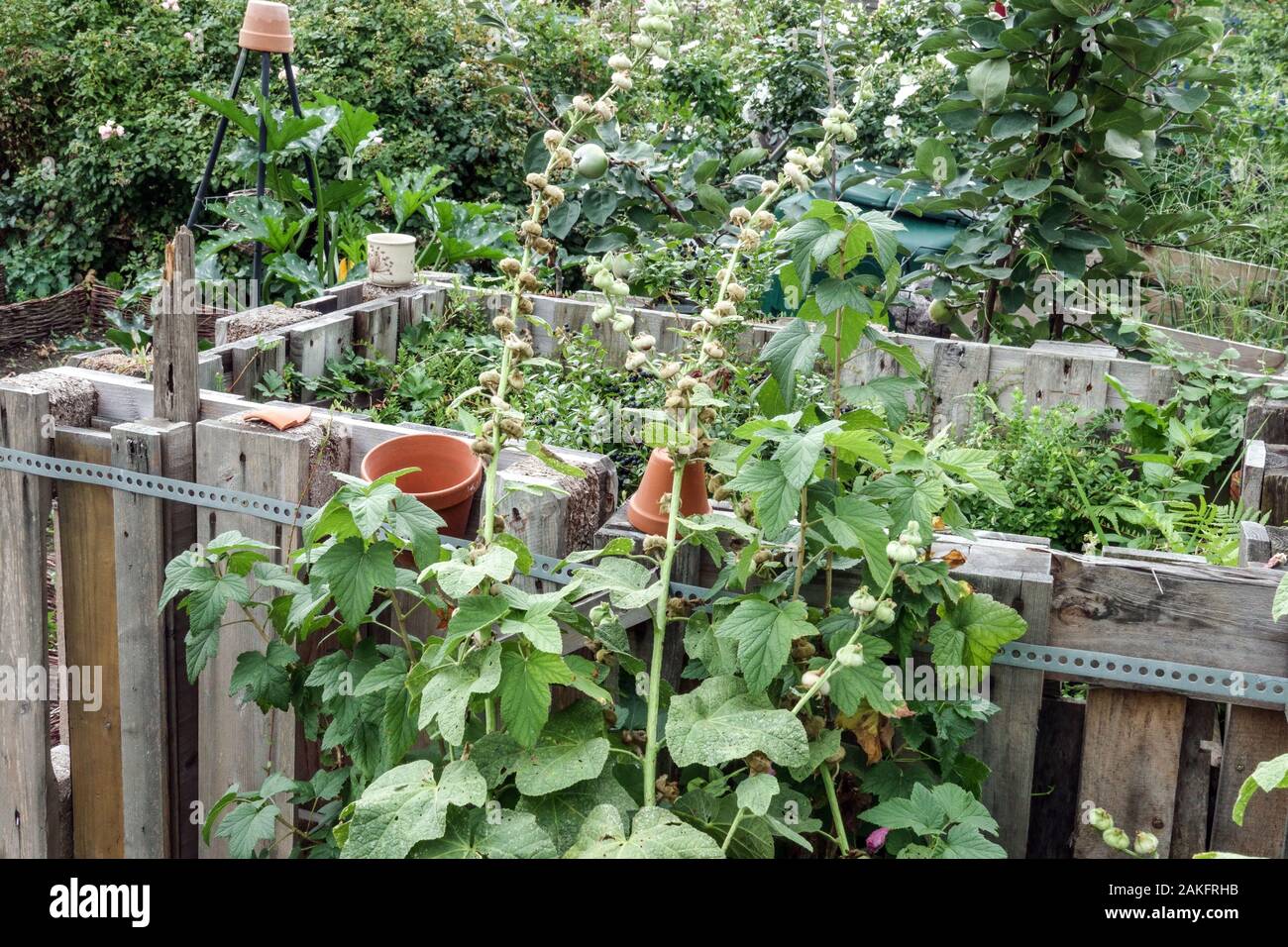 Holzkomposter in bewachsenem Kleingarten bewachsener Garten Umwelt Stockfoto