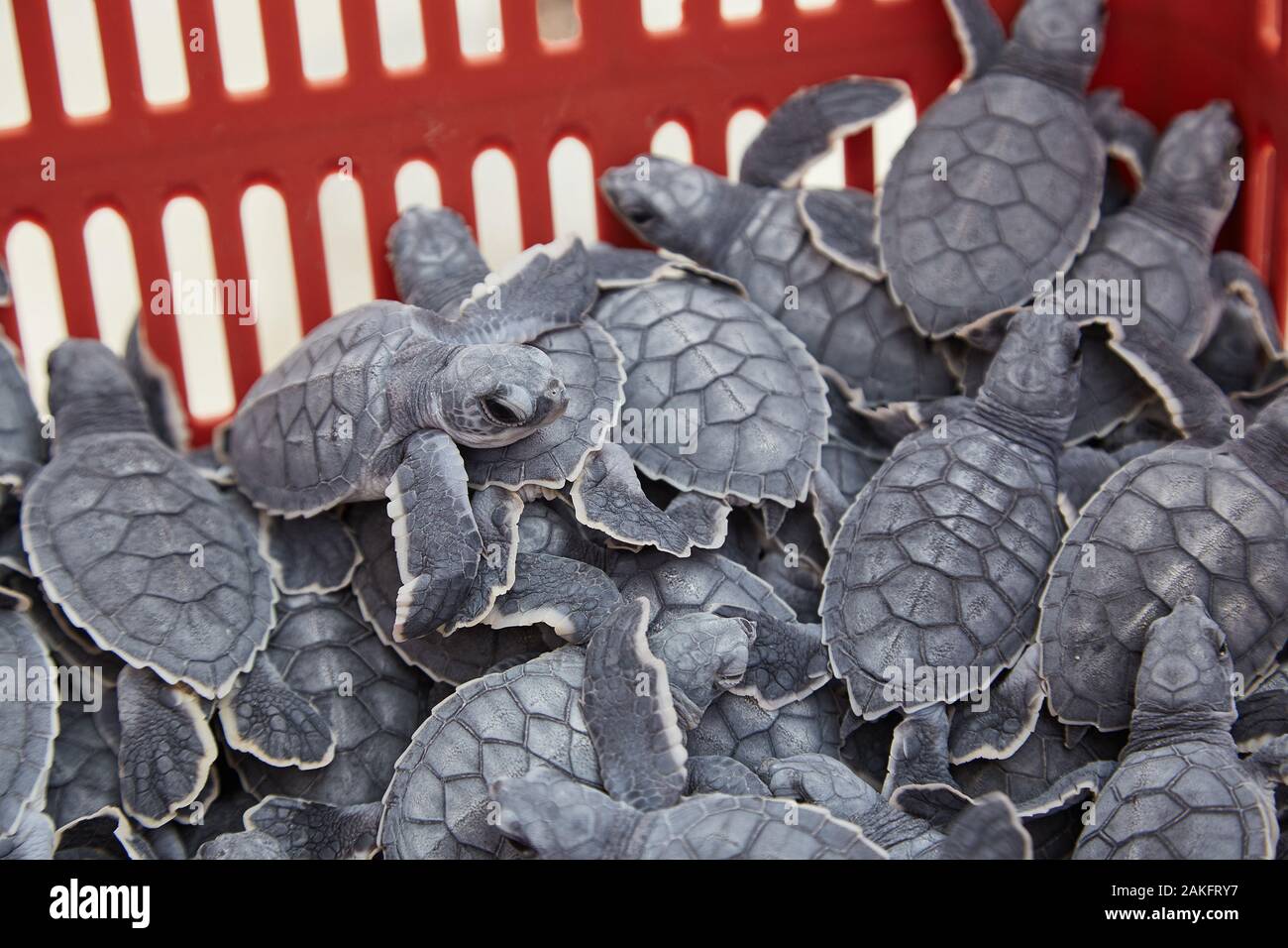 Eine Kiste vor kurzem geschlüpfter Babyschildkröten, die bis zum Einbruch der Dunkelheit warten, um in Cancun, Mexiko ins Meer entlassen zu werden Stockfoto