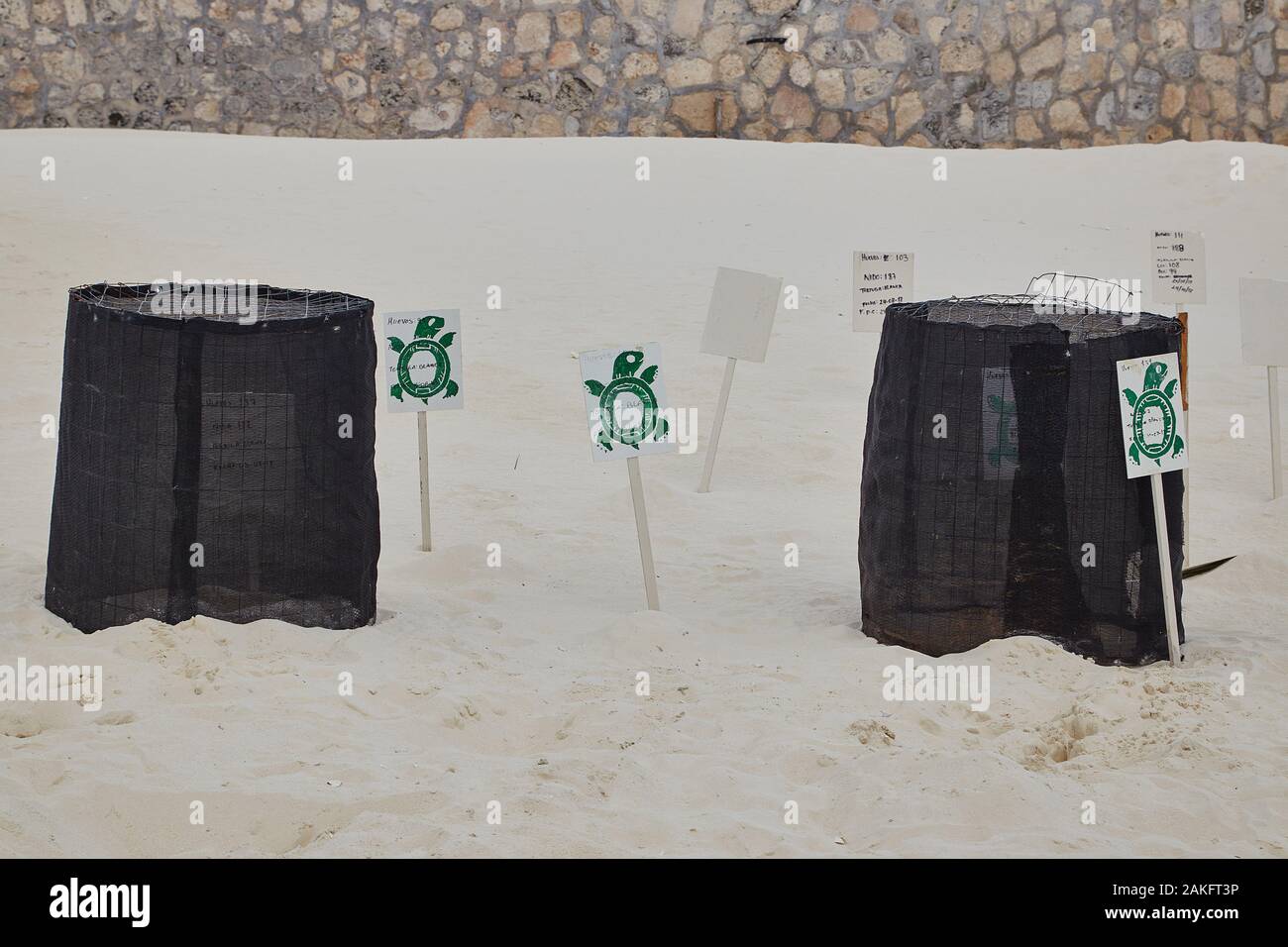 Eine schützende Schildkrötenei, in der Eier überwacht werden, bis sie geschlüpft sind und dann in Cancun, Mexiko ins Meer entlassen werden Stockfoto