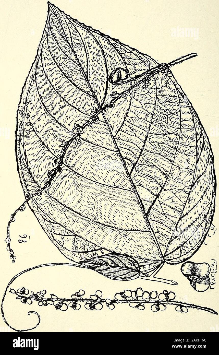Umfassenden Katalog von Queensland Pflanzen, Einheimische und naturalizedTo, die hinzugefügt sind, soweit bekannt, die Aborigines und anderen volkstümlichen Namen; mit zahlreichen Abbildungen und reichlich Notizen auf die Eigenschaften, Funktionen, &c., der Pflanzen. 85. ScHISTOCARPTEA JOHNSONI, F. V. M. a) Blüte, (ai) Hüllblatt, (a2) Fruchtstiels, (a3) Kelch Nocken (a4) Blütenblätter, (b) Staubblatt, c) Obst, (a) und (b) Enl. ; (C) Nat. Größe. 108 XXXVIII. RHAMNE./E.. &Lt;&lt;&lt; PiHW P poO XXXIX. AMPELIDE. E. 109 Stockfoto