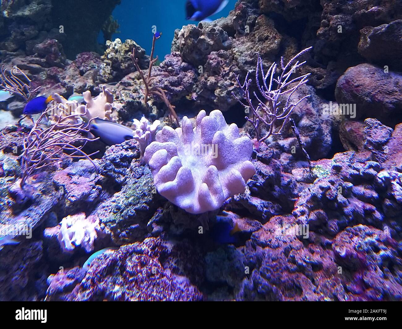 Meeresgrund, Korallen, Fische Stockfoto