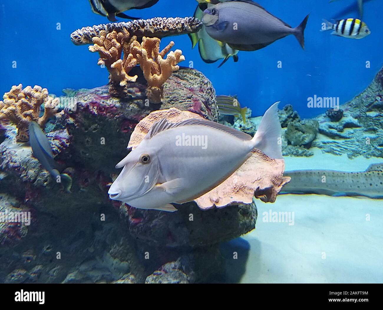 Meer Fisch Einhorn schwimmt unter Wasser Stockfoto