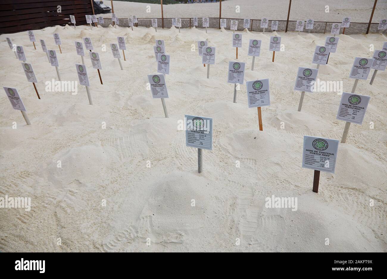 Eine schützende Schildkrötenei, in der Eier überwacht werden, bis sie geschlüpft sind und dann in Cancun, Mexiko ins Meer entlassen werden Stockfoto