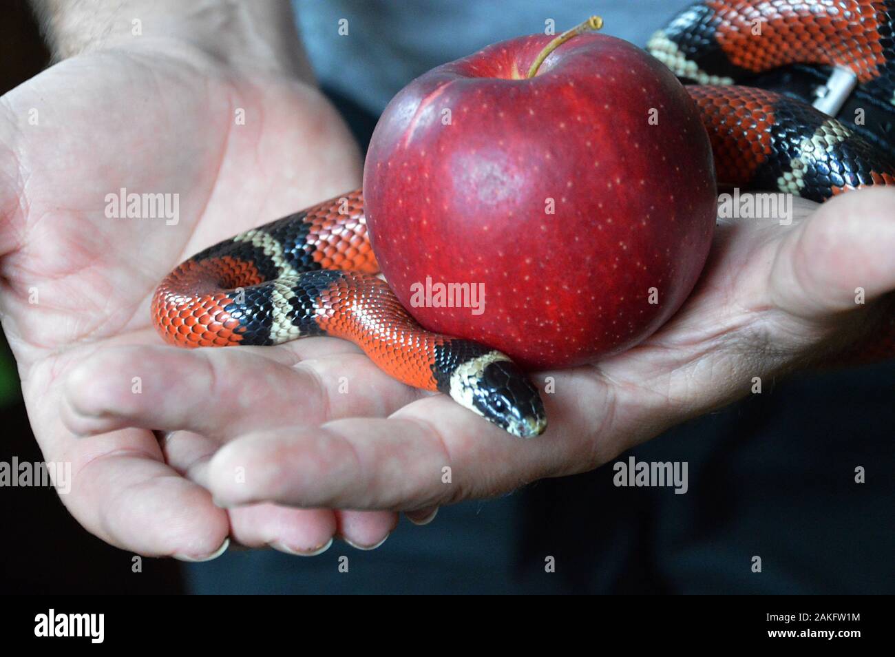 Hand, die einen apfel und eine kräuselnde Schlange an der verbotenen Frucht hält Stockfoto