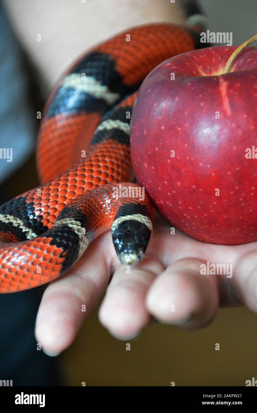 Hand, die einen apfel und eine kräuselnde Schlange an der verbotenen Frucht hält Stockfoto