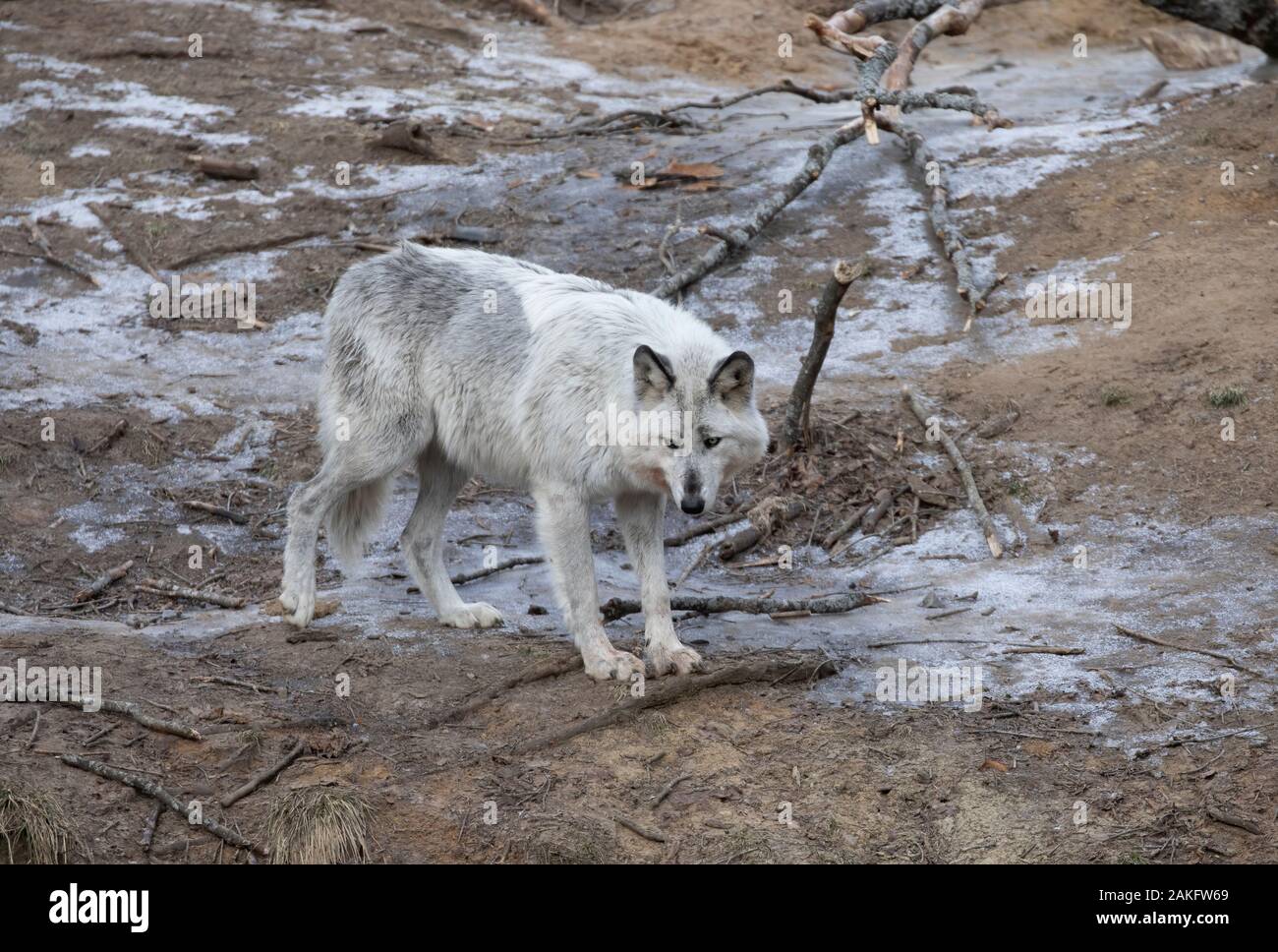 Eine einsame Schwarze wolf Walking im Winter in Kanada Stockfoto