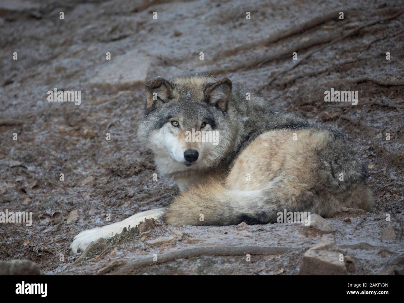 Ein einsamer Timber Wolf oder grauen Wolf Canis lupus auf einer Felsenklippe im Winter in Kanada ruhen Stockfoto