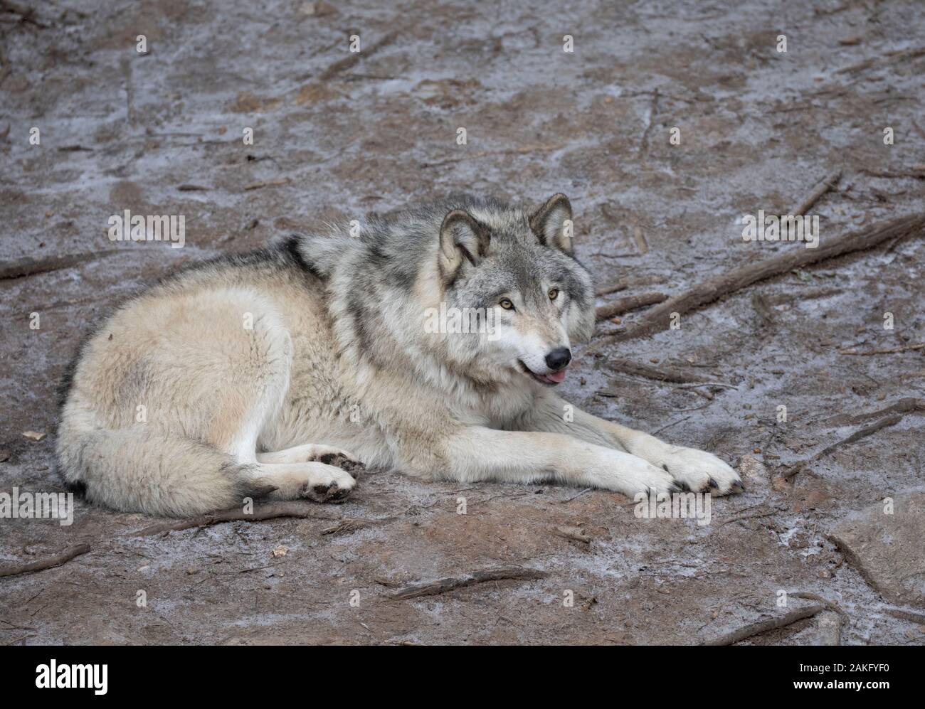 Ein einsamer Timber Wolf oder grauen Wolf Canis lupus auf einer Felsenklippe im Winter in Kanada ruhen Stockfoto