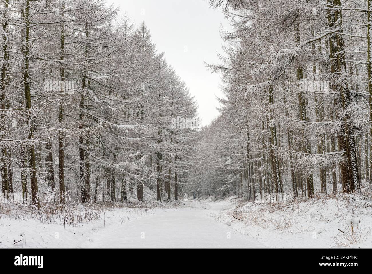 Schnee im Wald bei Tom Smiths Kreuz, in der Nähe der Wass Stockfoto
