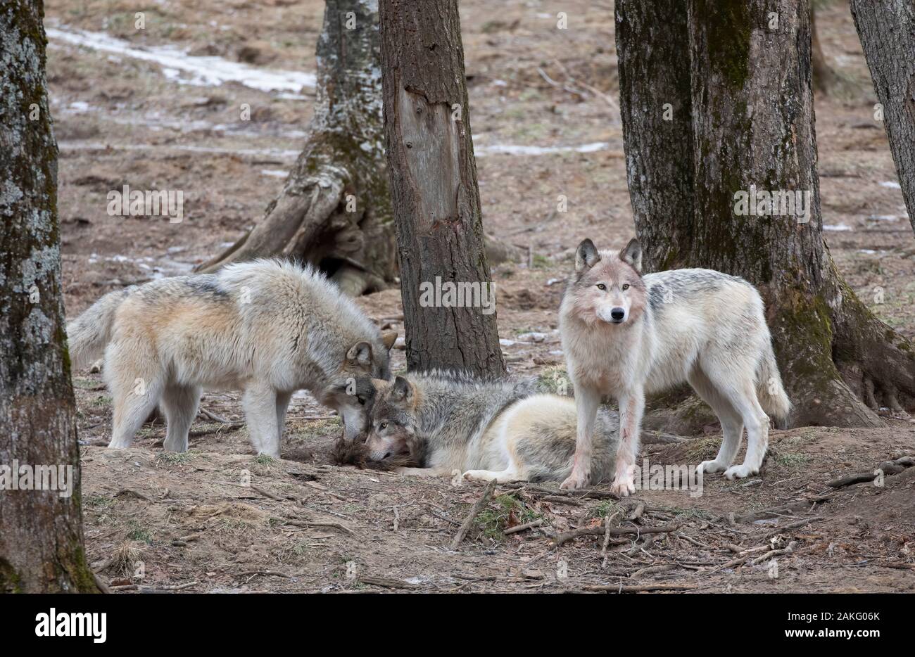 Drei schwarze Wölfe isoliert Essen im Winter in Kanada Stockfoto